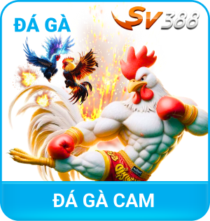 Đá Gà SLOT365